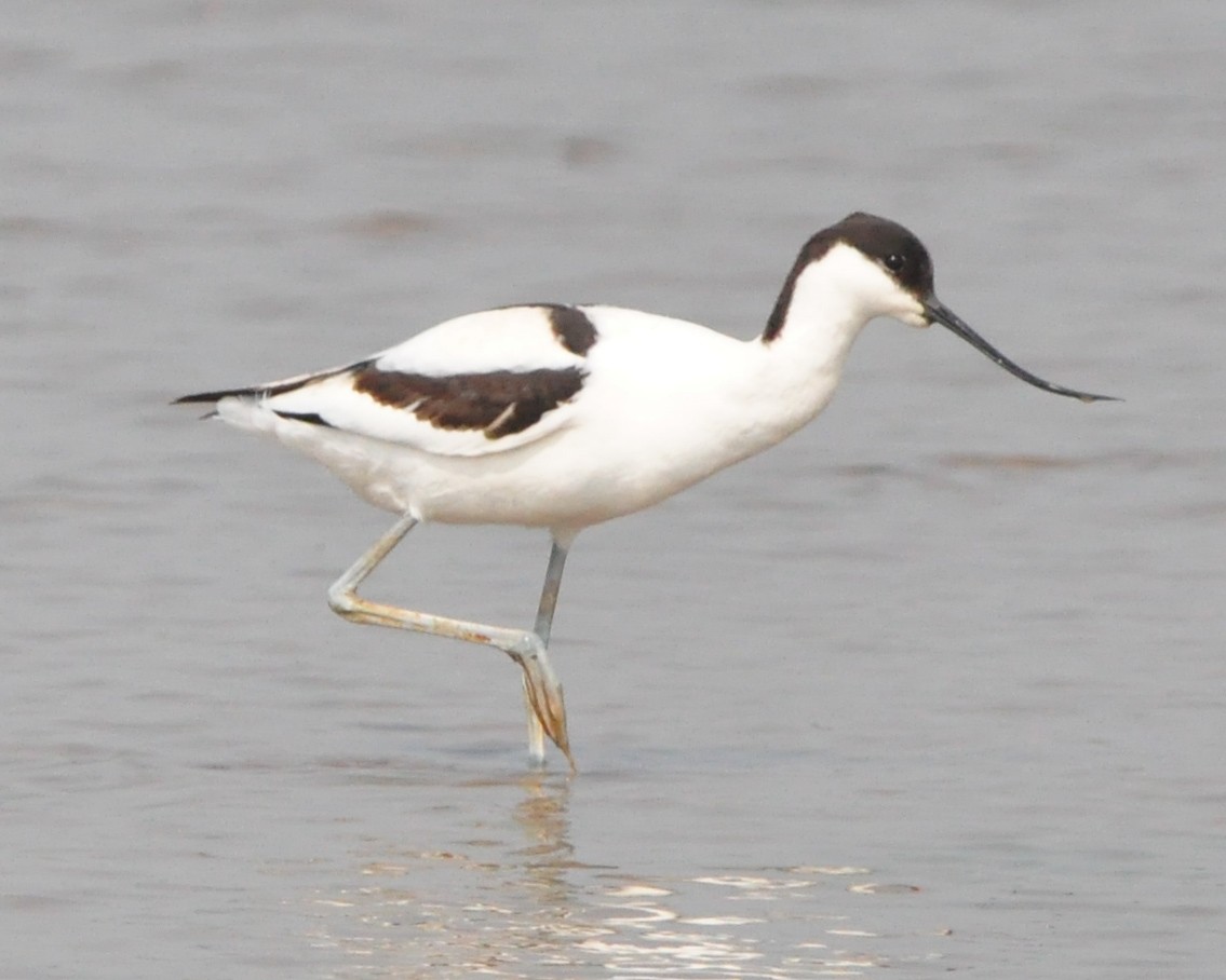Pied Avocet - ML646515729
