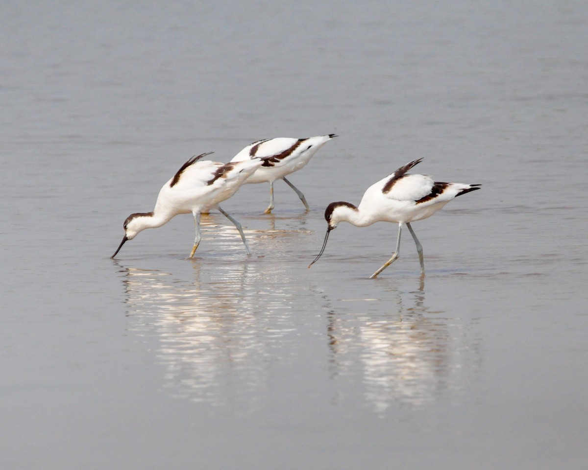 Pied Avocet - ML646515730