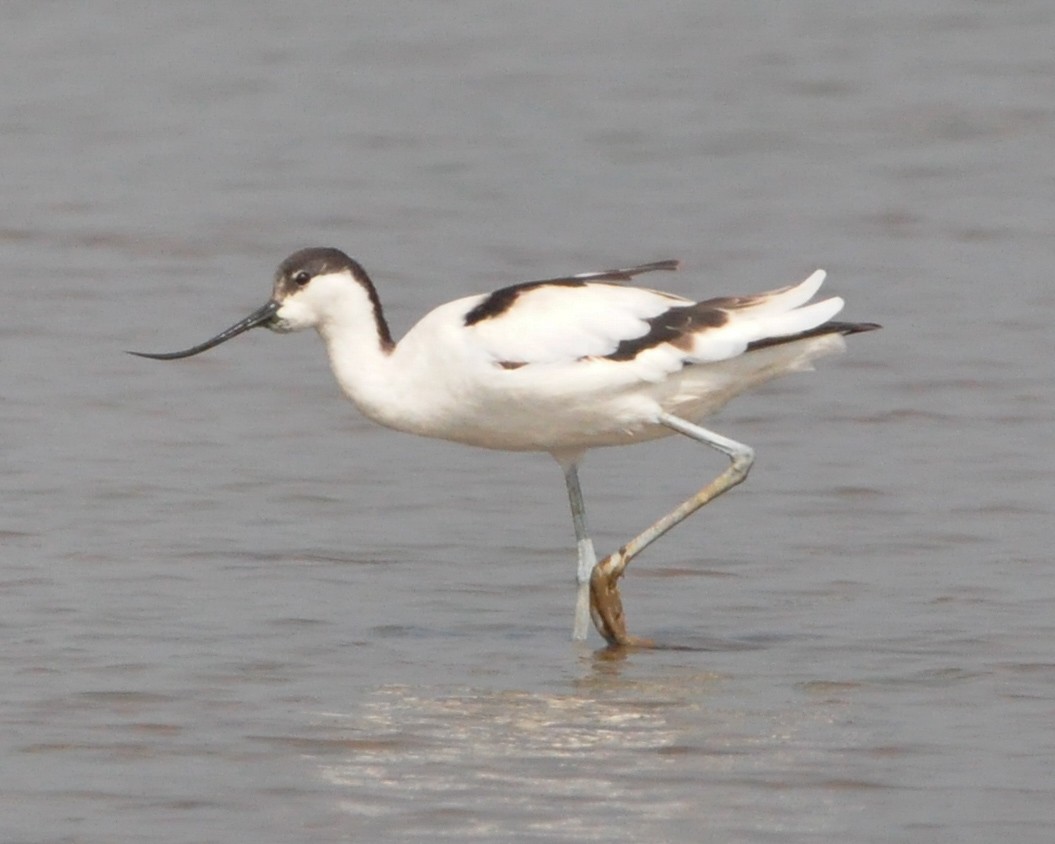 Pied Avocet - ML646515731