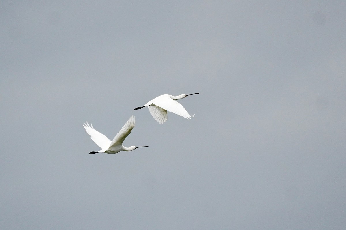 Косар білий - ML646515732