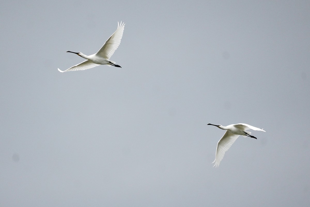 Косар білий - ML646515733