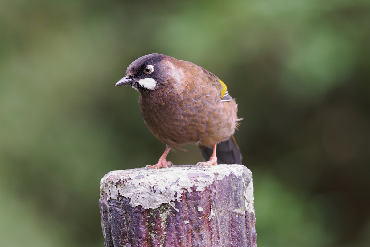 Чагарниця чорнощока - ML646515735