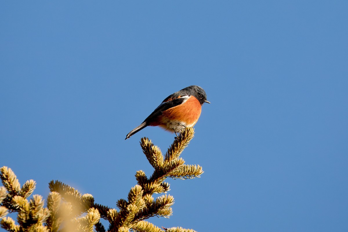 Горихвістка білосмуга - ML646515736