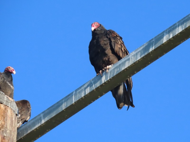 Катарта червоноголова - ML646515738