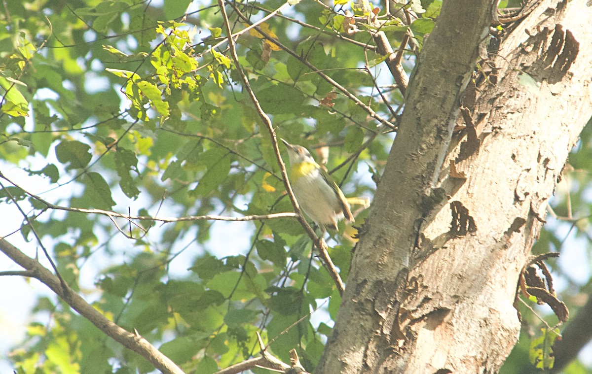 Нікорник жовтоволий - ML646515740