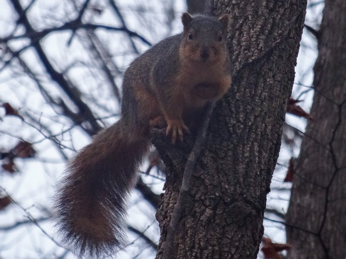 Eastern Fox Squirrel - ML646515741