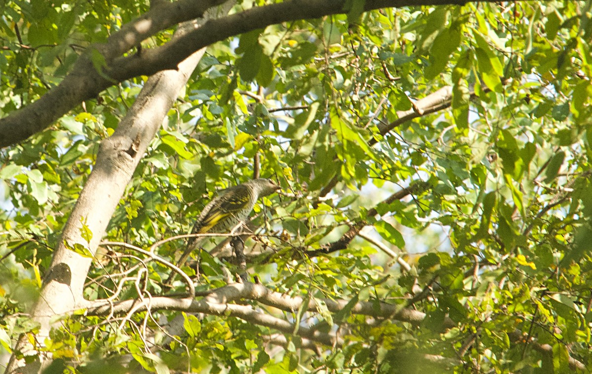 Личинкоїд червоноплечий - ML646515742