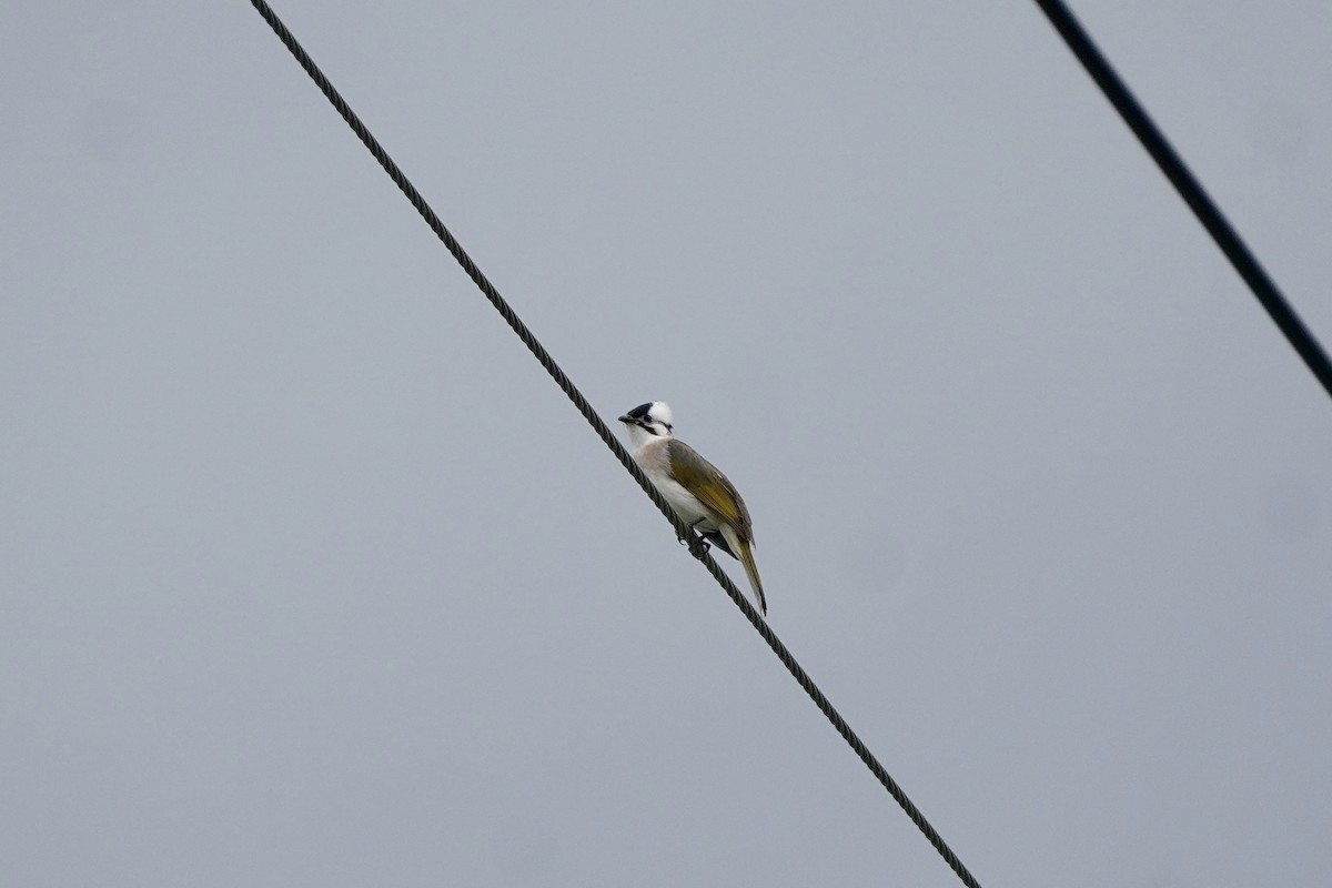 Light-vented x Styan's Bulbul (hybrid) - ML646515751