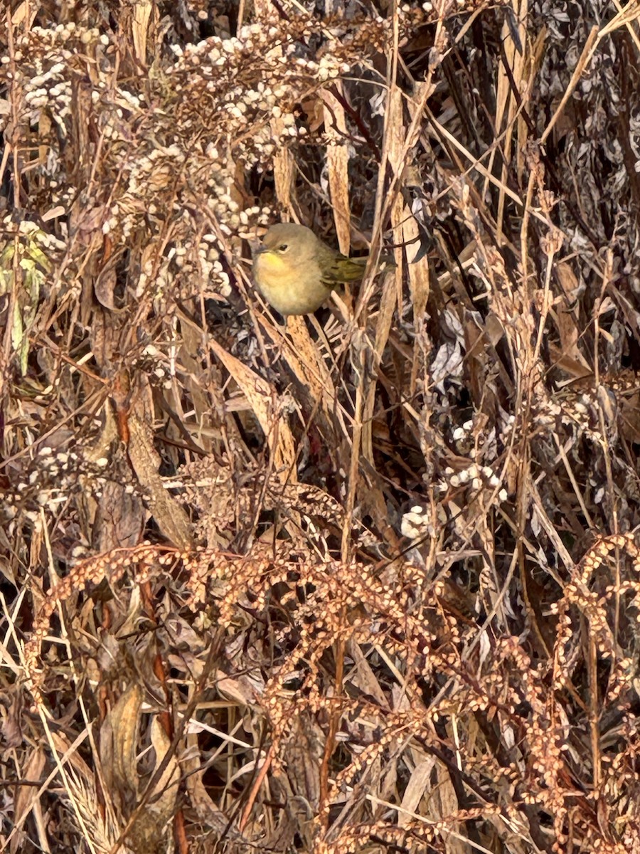 Common Yellowthroat - ML646515756