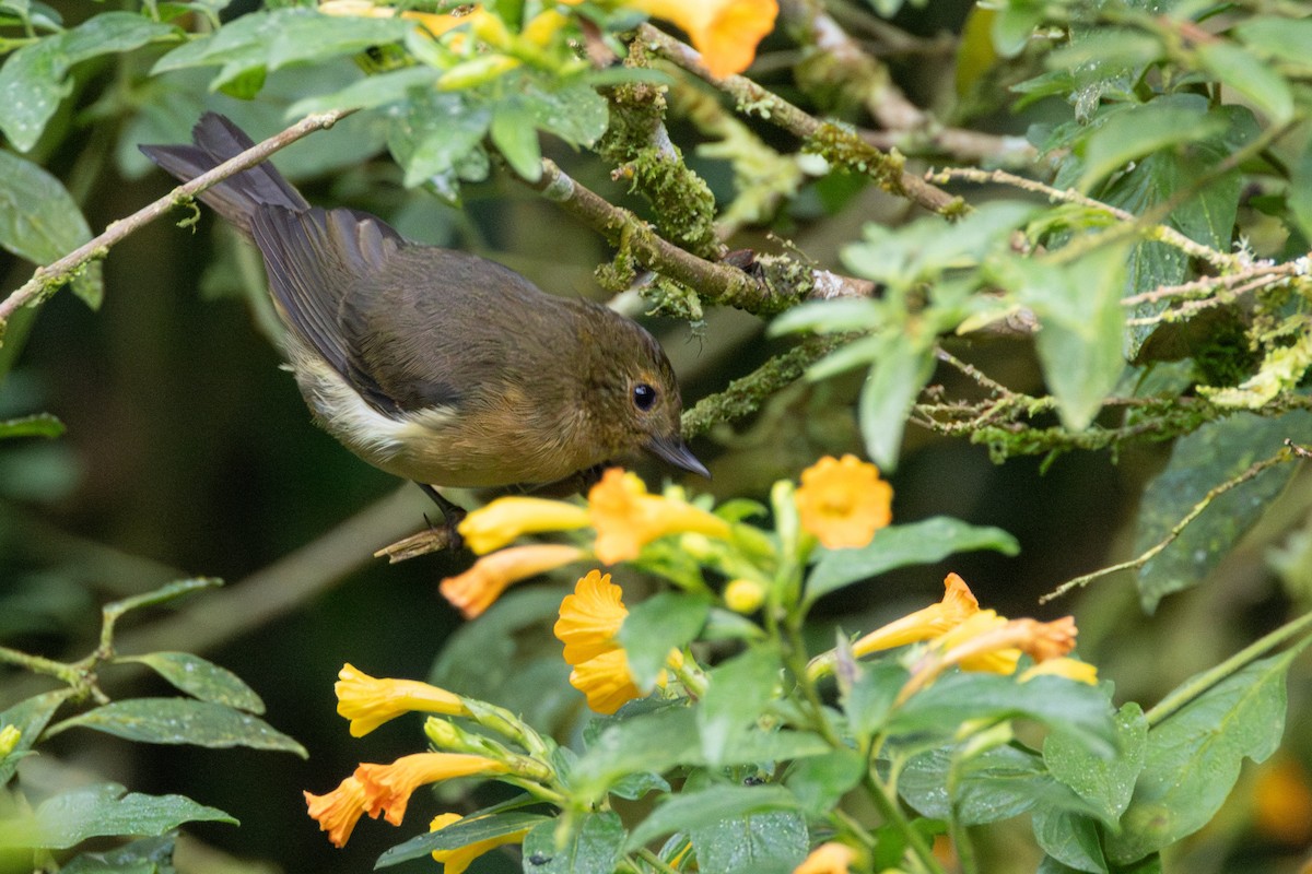 Ak Şeritli Çiçekdelen - ML646515760