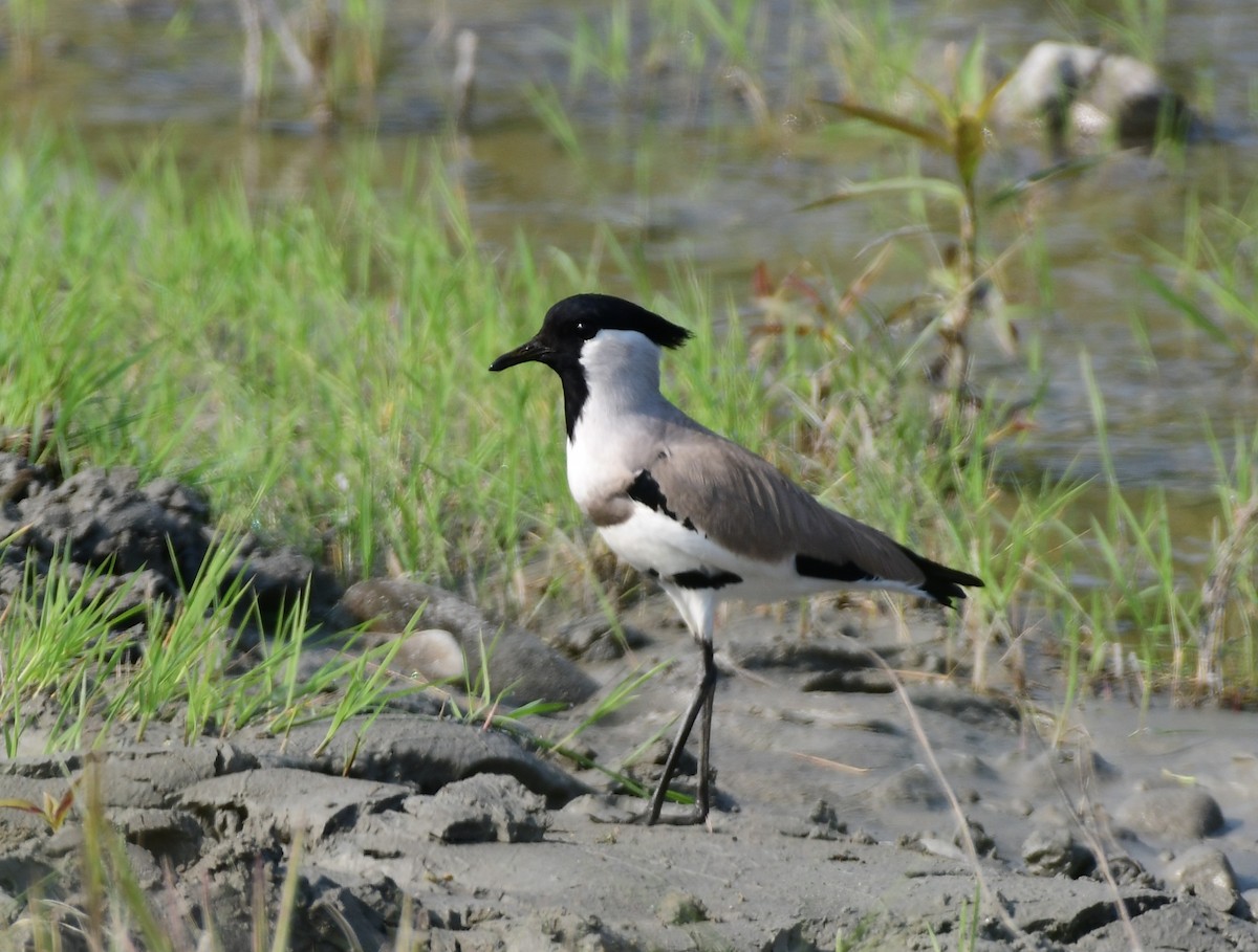 elvevipe - ML646515761