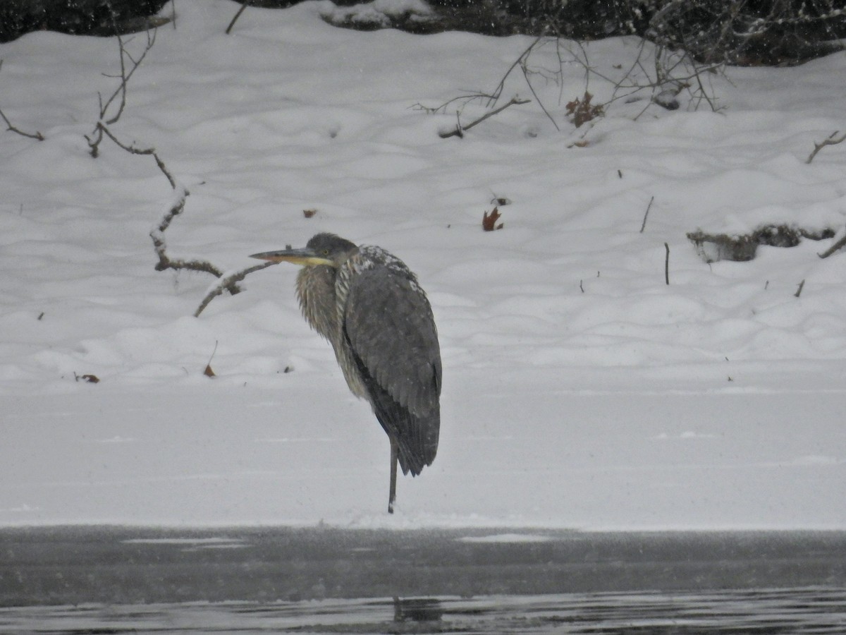 Kanadareiher - ML646515762