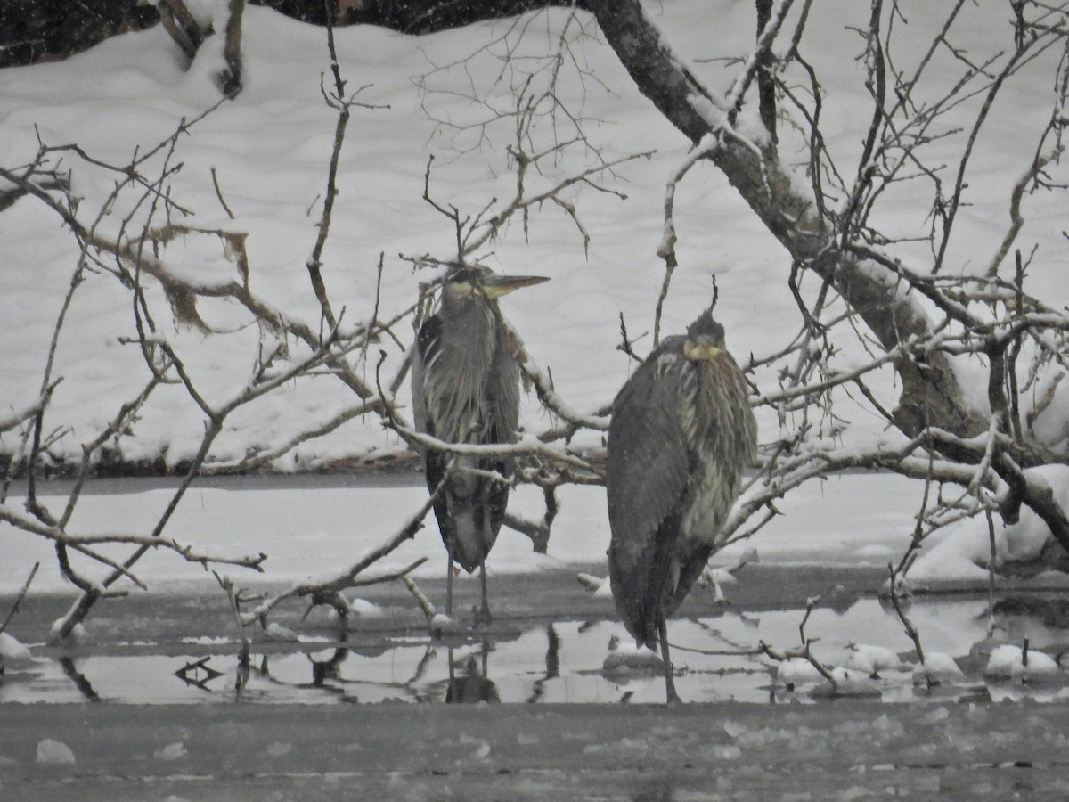 Kanadareiher - ML646515764