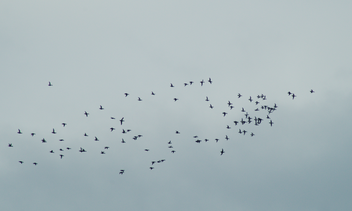 Common Pochard - ML646515769