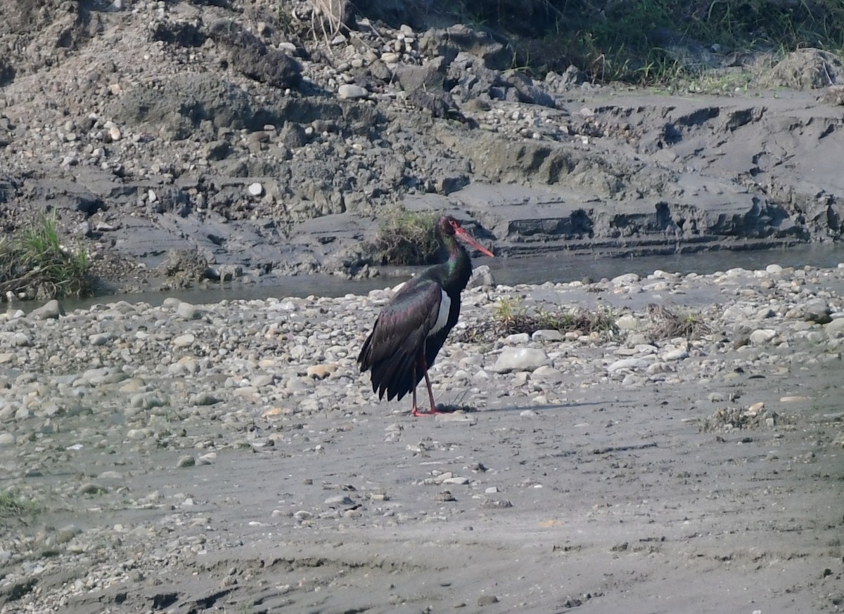 svartstork - ML646515770