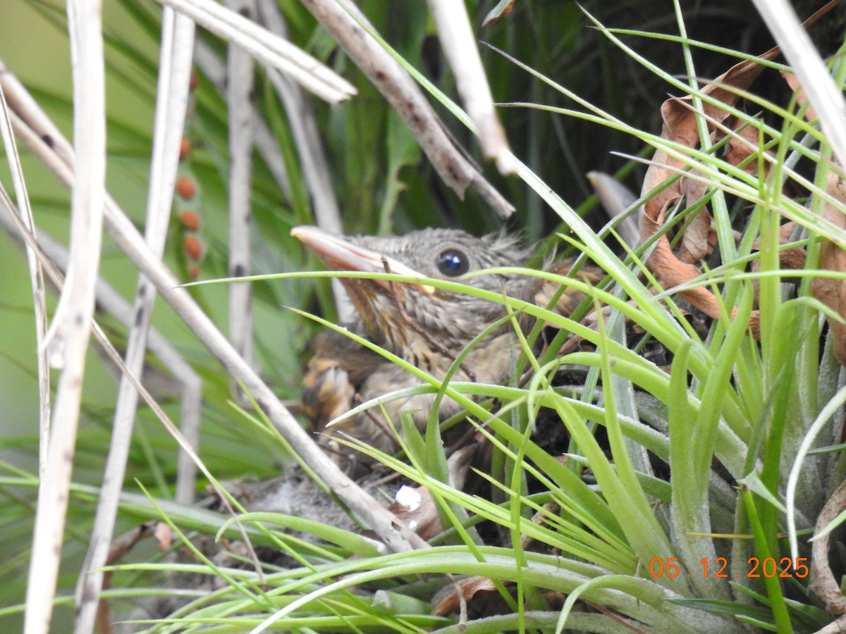 Pale-breasted Thrush - ML646515774