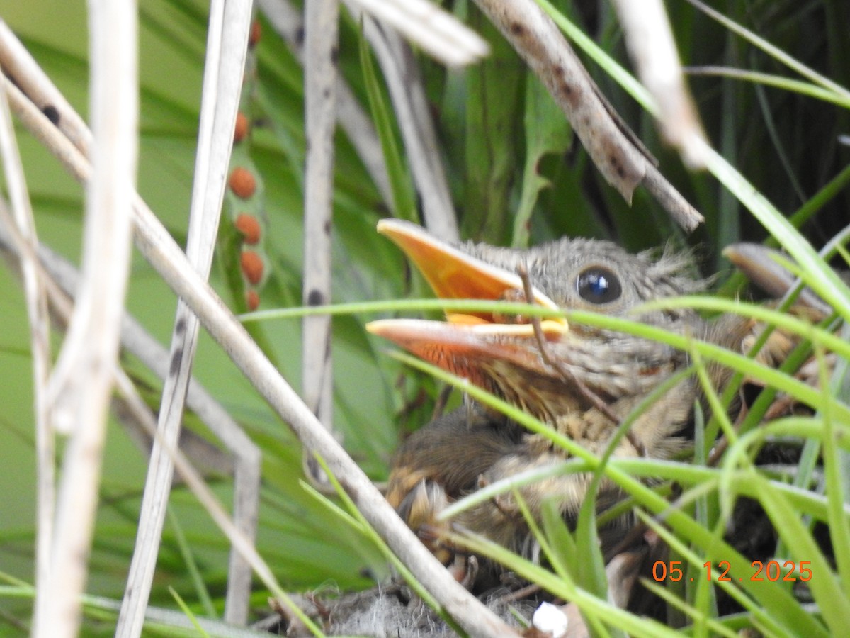 Pale-breasted Thrush - ML646515775