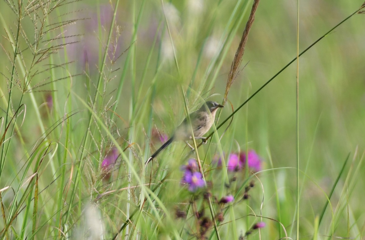 flodskriketrost - ML646515779