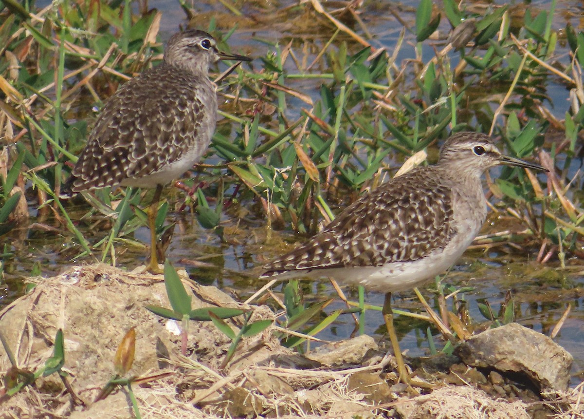 vodouš bahenní - ML646515780