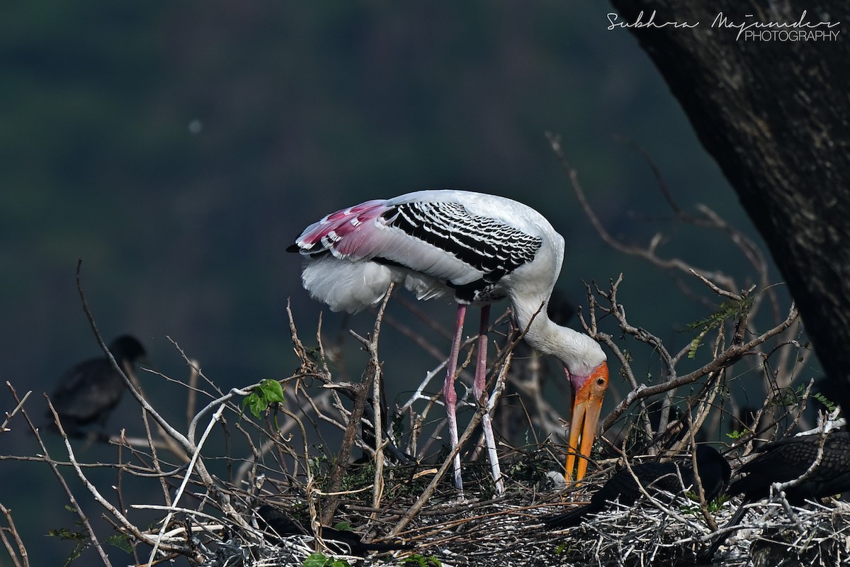 インドトキコウ - ML646515786