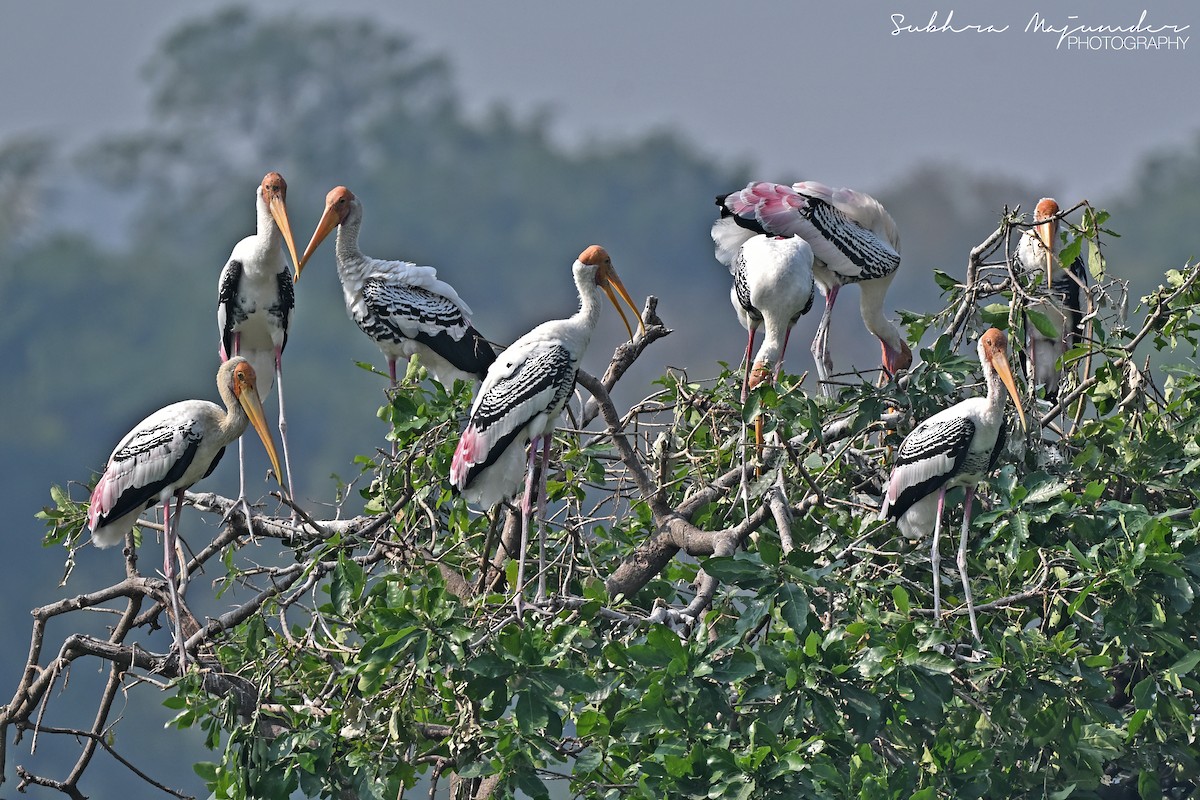 インドトキコウ - ML646515787