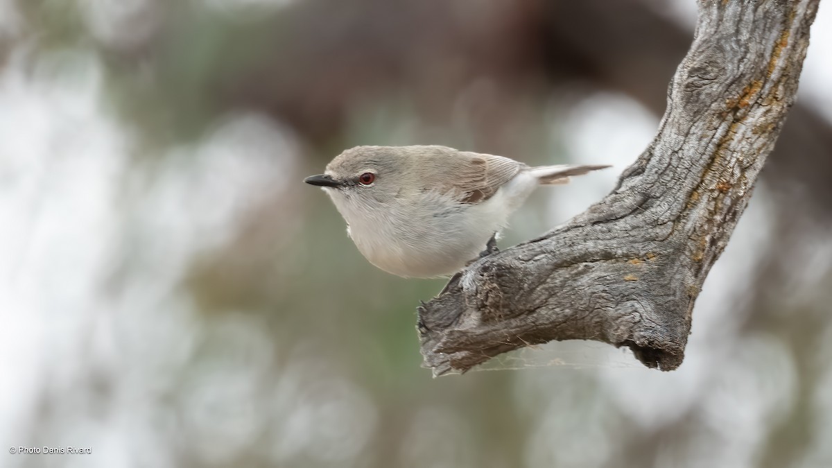 Western Gerygone - ML646515789
