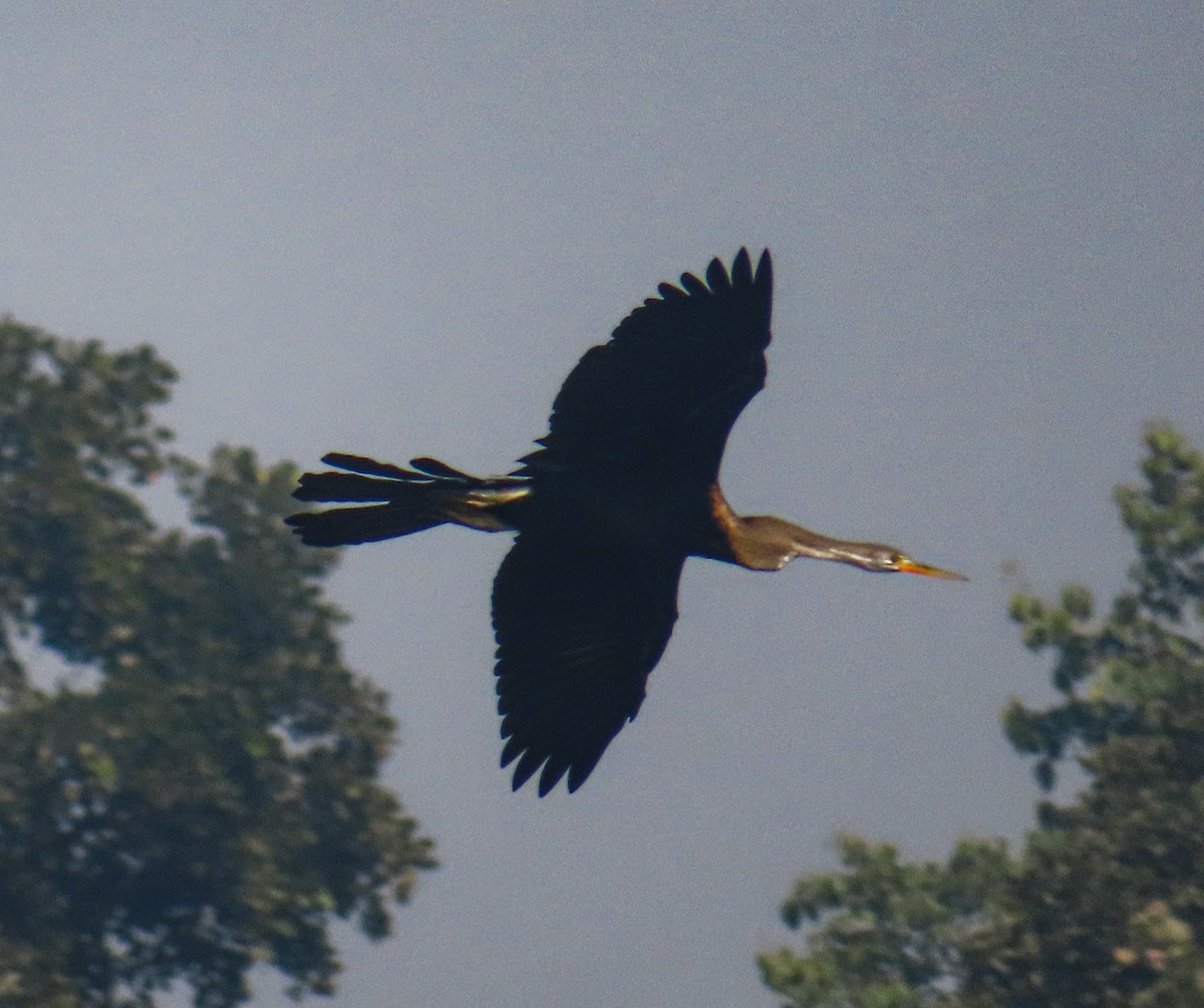 Oriental Darter - ML646515790