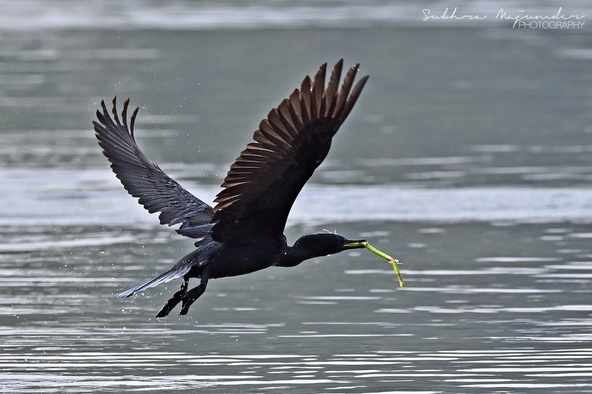 インドヒメウ - ML646515792