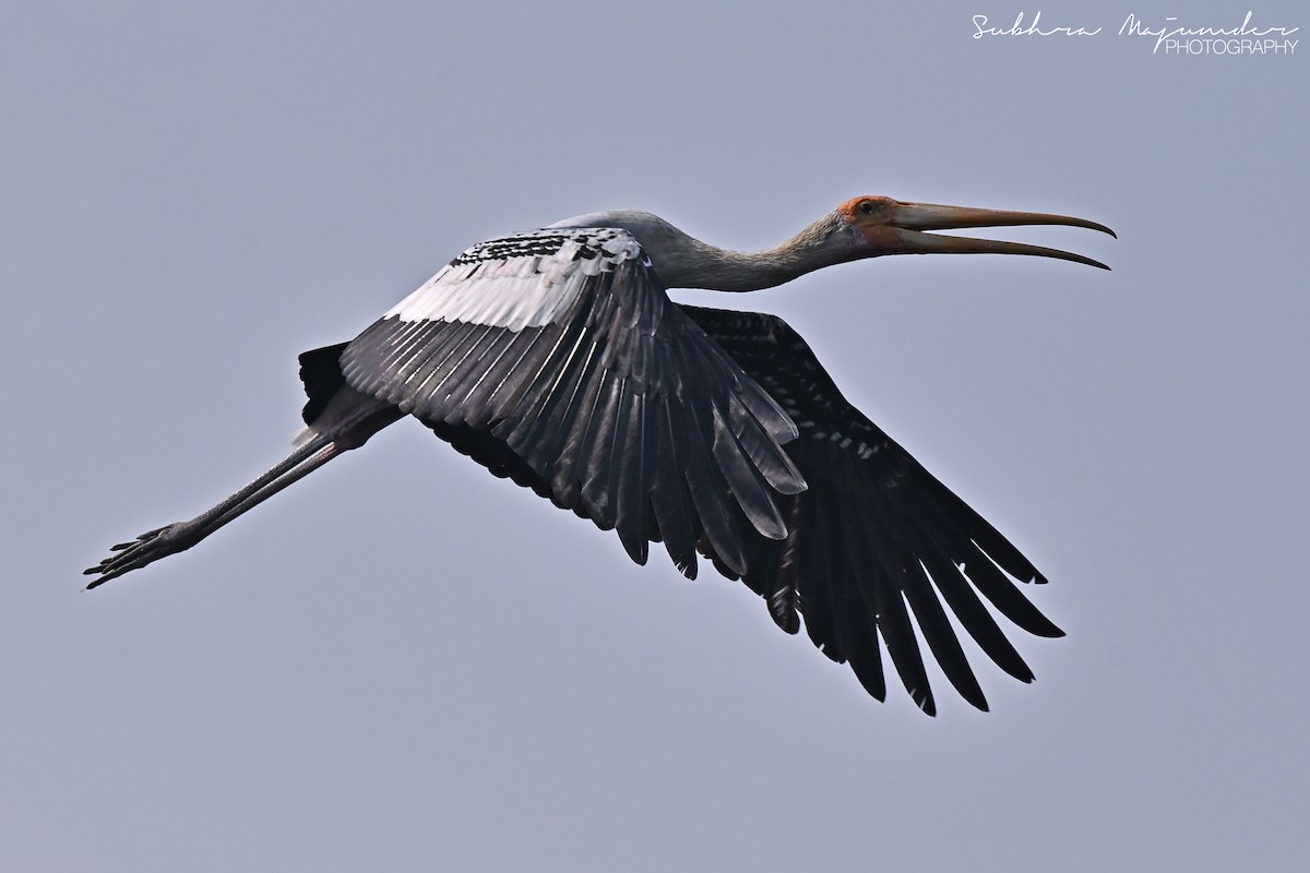 インドトキコウ - ML646515795