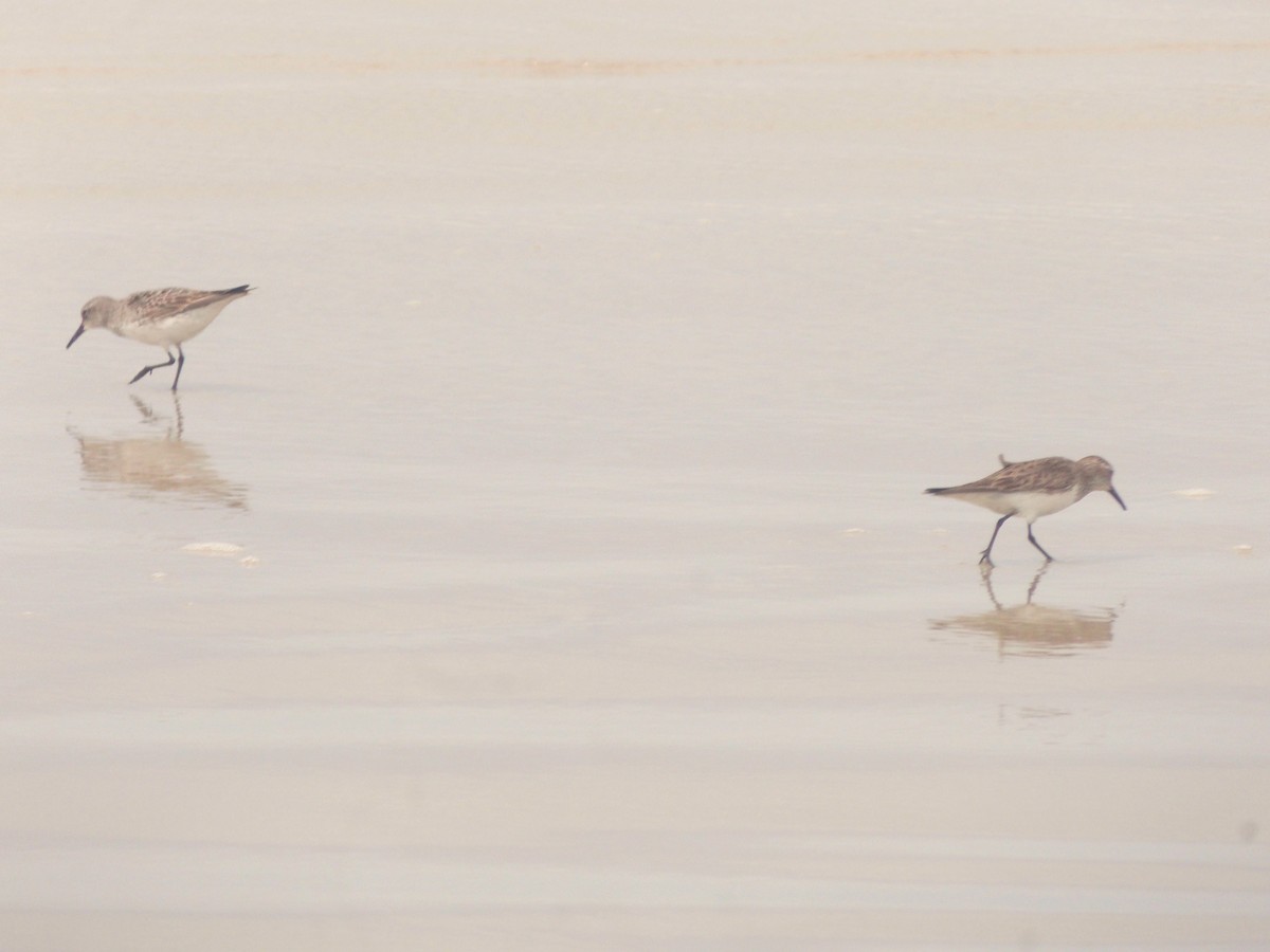 Ak Sokumlu Kumkuşu - ML646515801