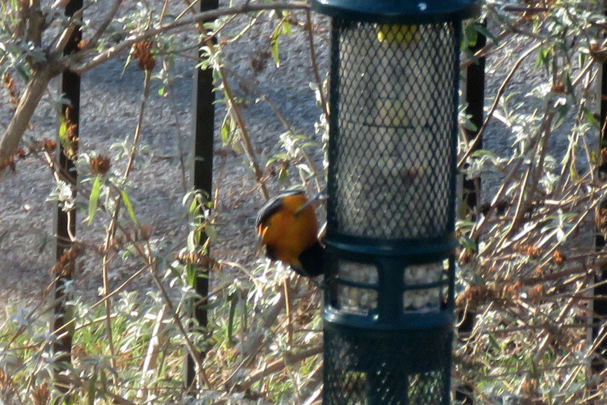 Baltimore Oriole - ML646515804