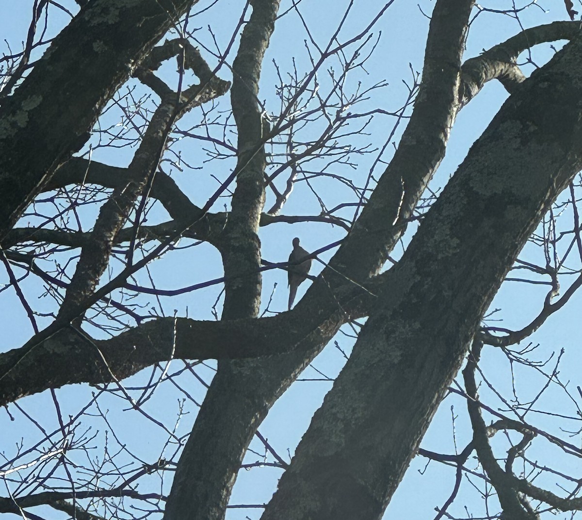 Mourning Dove - ML646515805