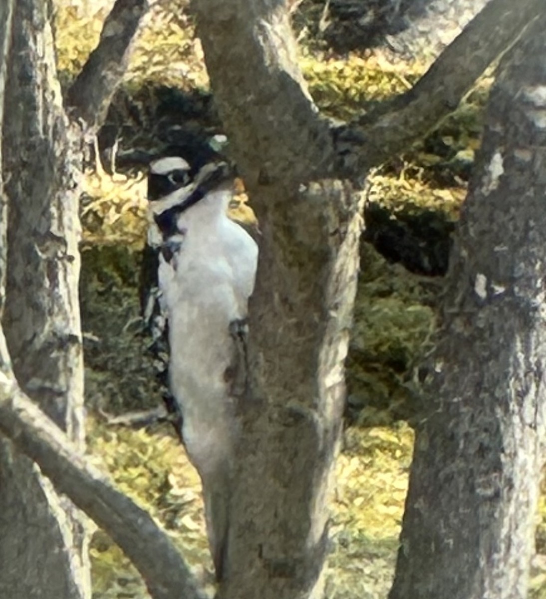 Hairy Woodpecker - ML646515807