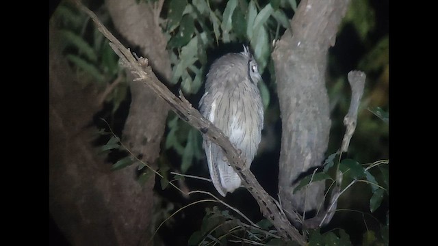 Northern White-faced Owl - ML646515808
