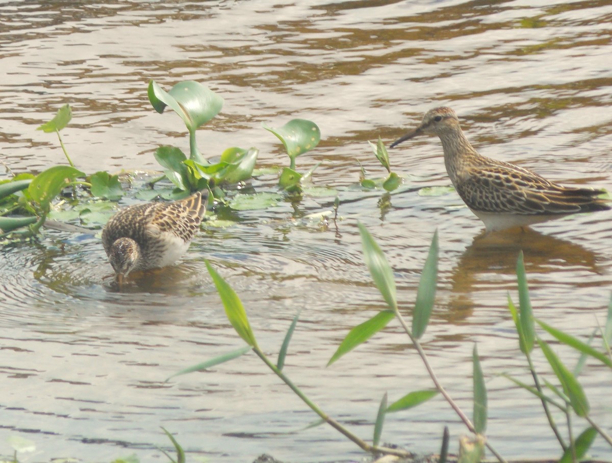 jespák skvrnitý - ML646515809