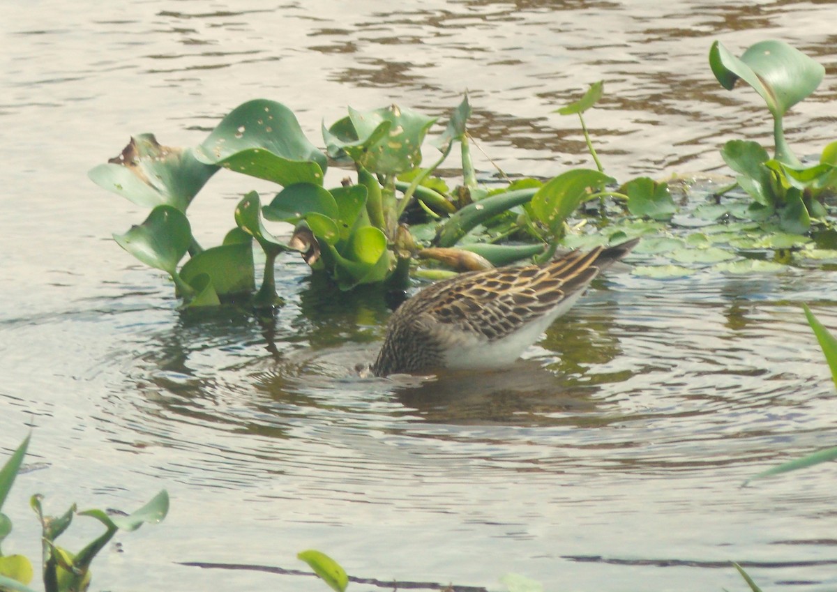 jespák skvrnitý - ML646515810