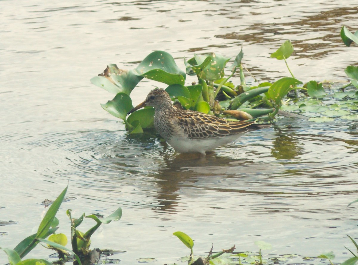 jespák skvrnitý - ML646515811