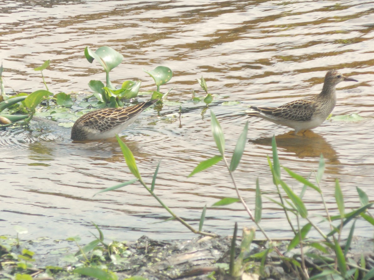 jespák skvrnitý - ML646515812