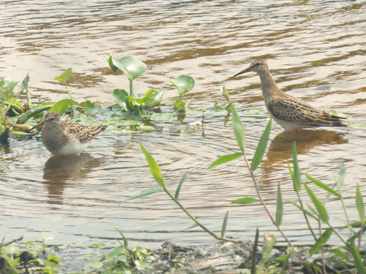 jespák skvrnitý - ML646515813