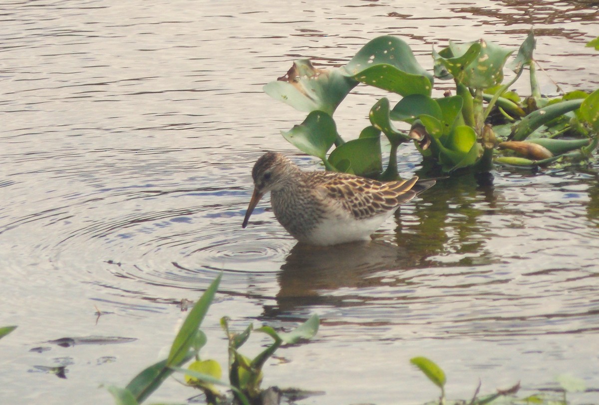 jespák skvrnitý - ML646515814