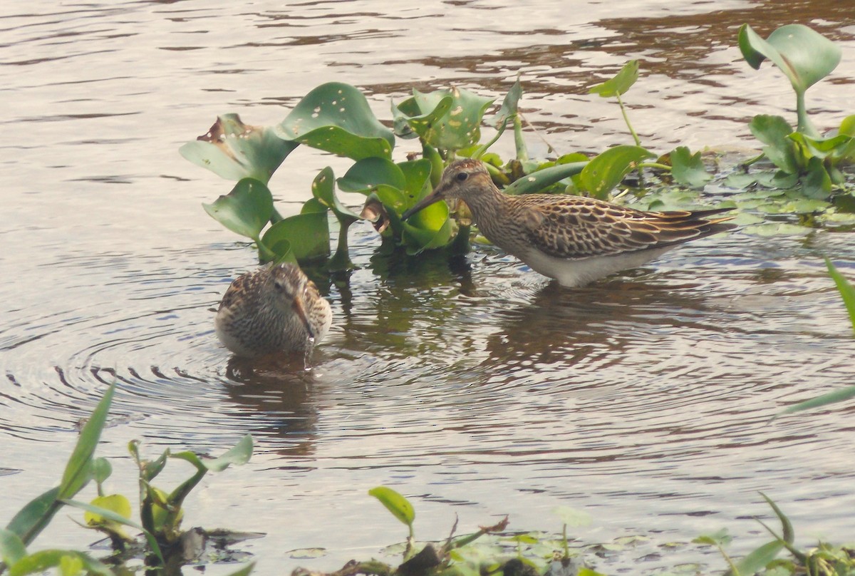 jespák skvrnitý - ML646515815