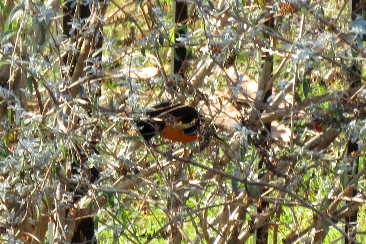 Baltimore Oriole - ML646515816