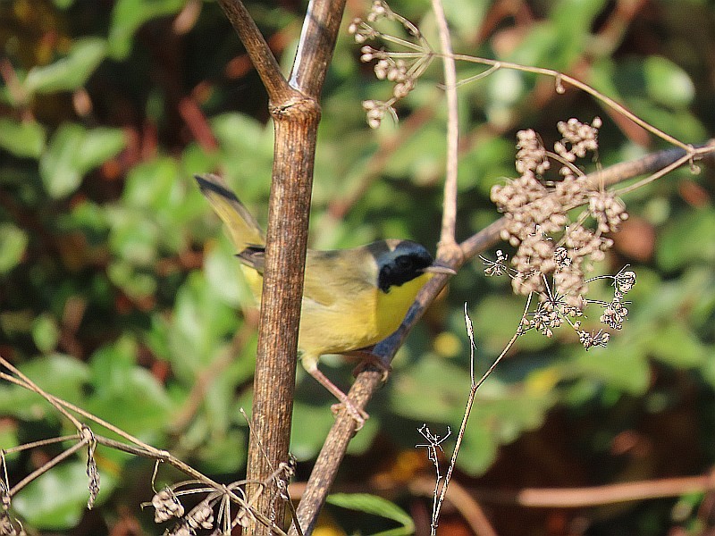 Common Yellowthroat - ML646515817