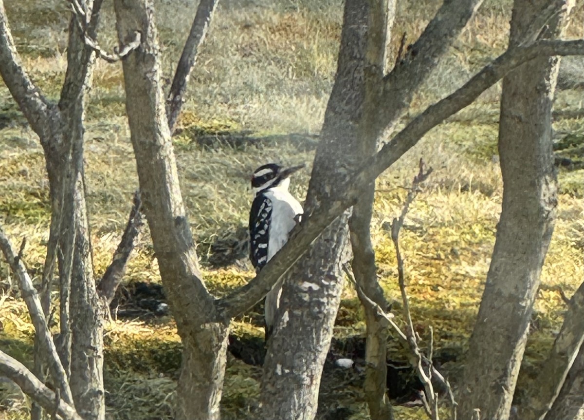 Hairy Woodpecker - ML646515819