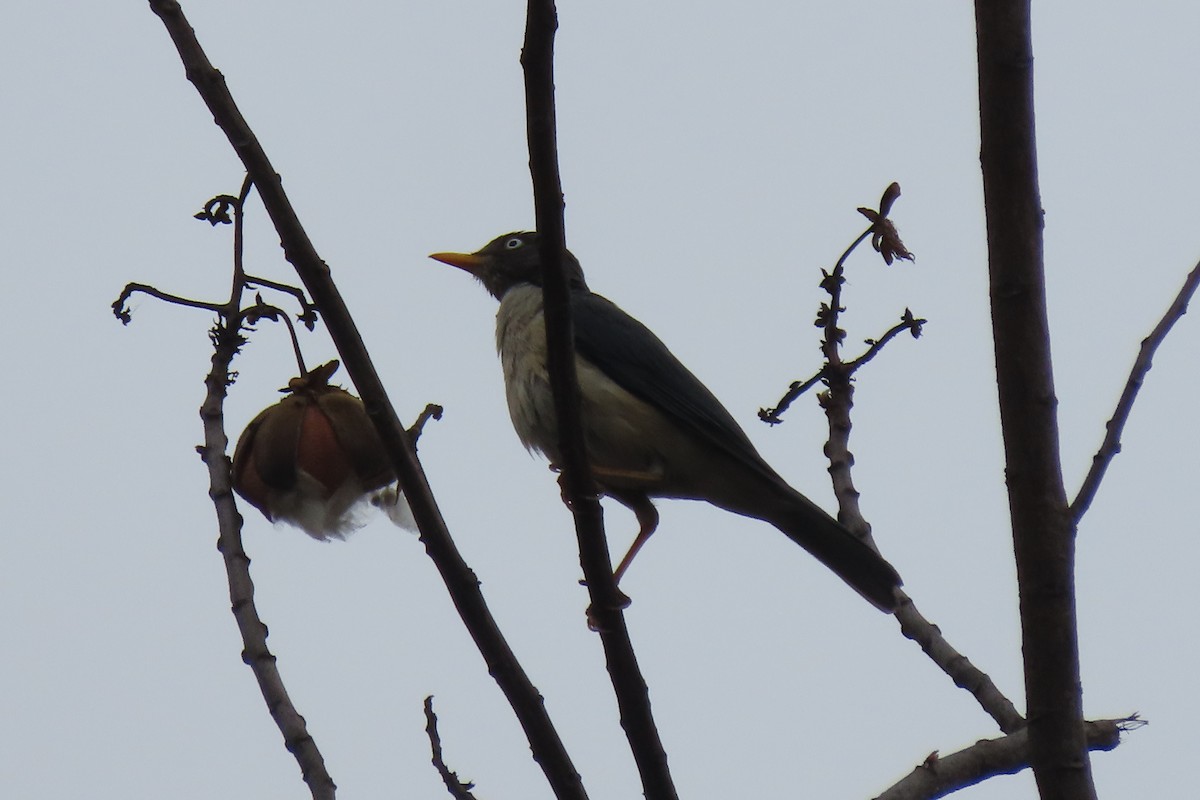 Plumbeous-backed Thrush - ML646515822