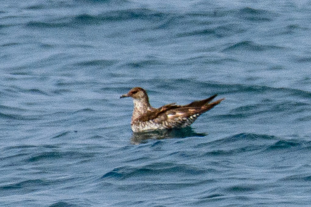 Parasitic Jaeger - ML646515824