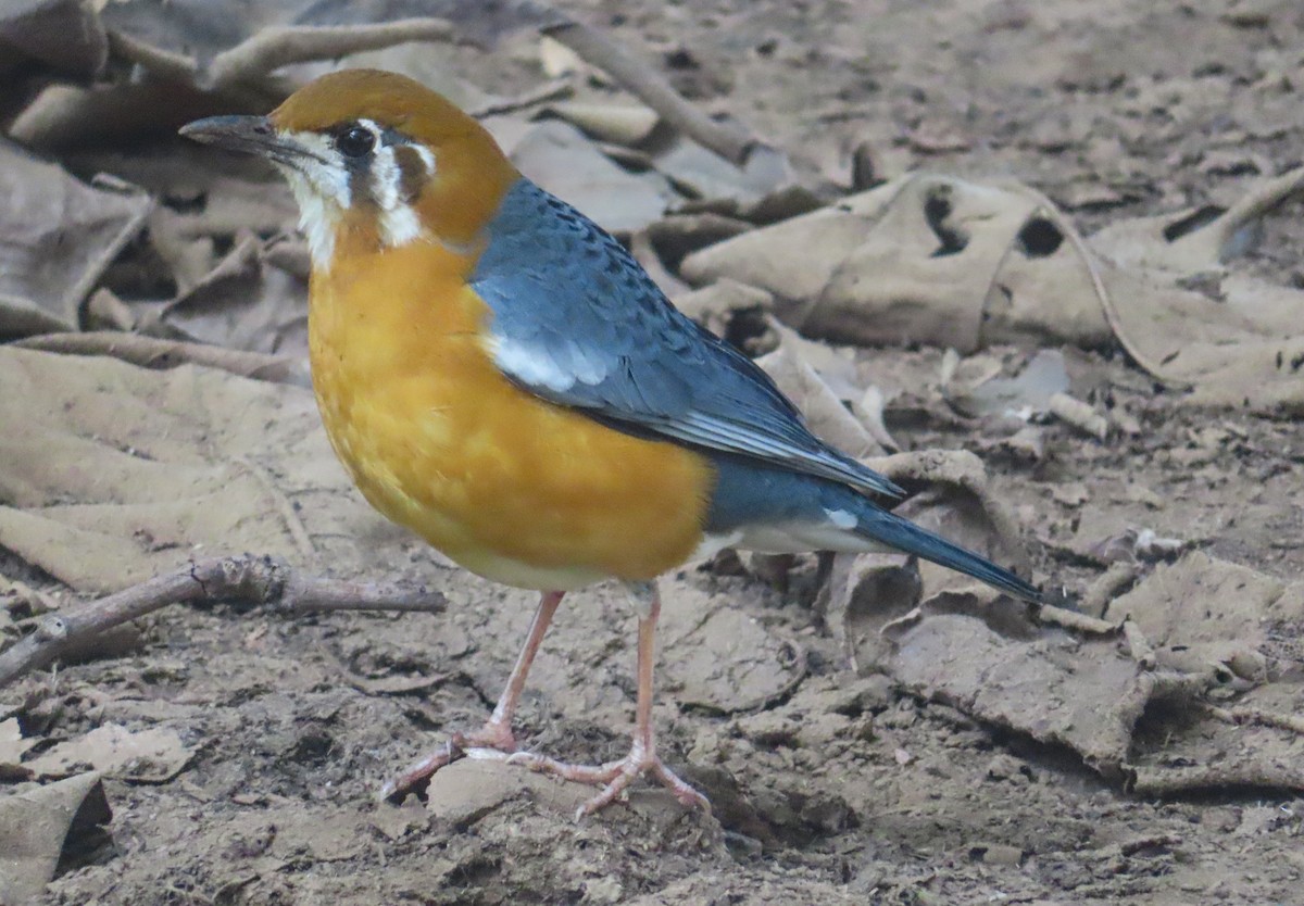 drozd oranžovohlavý - ML646515831