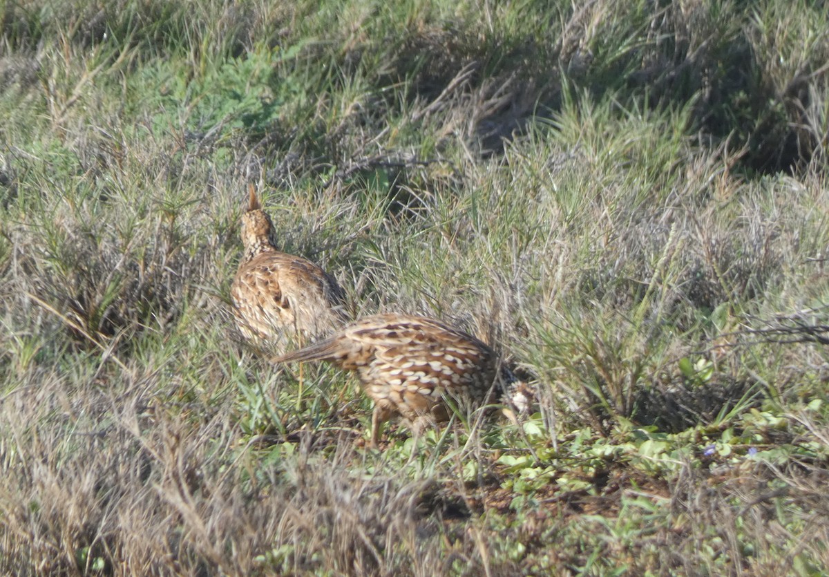 Crested Bobwhite - ML646515832