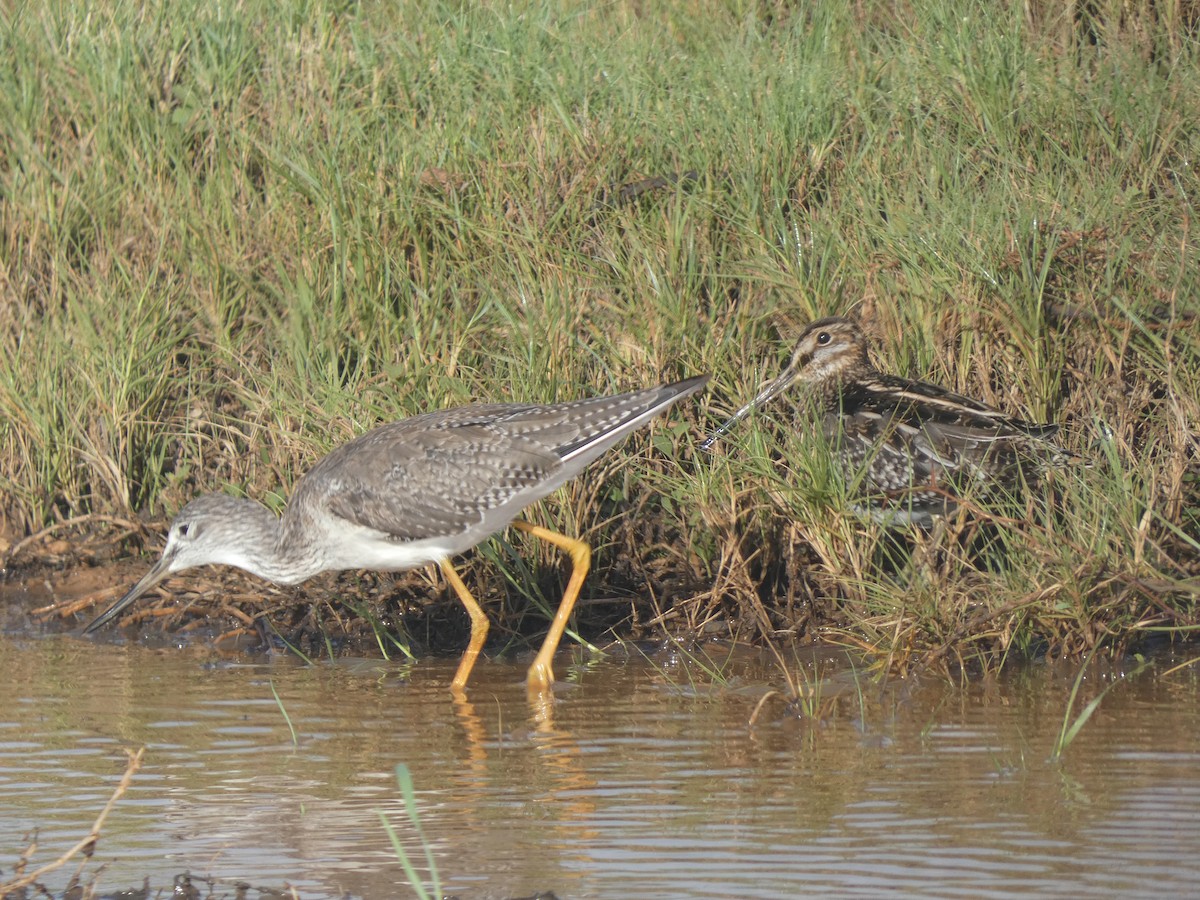 Wilson's Snipe - ML646515834