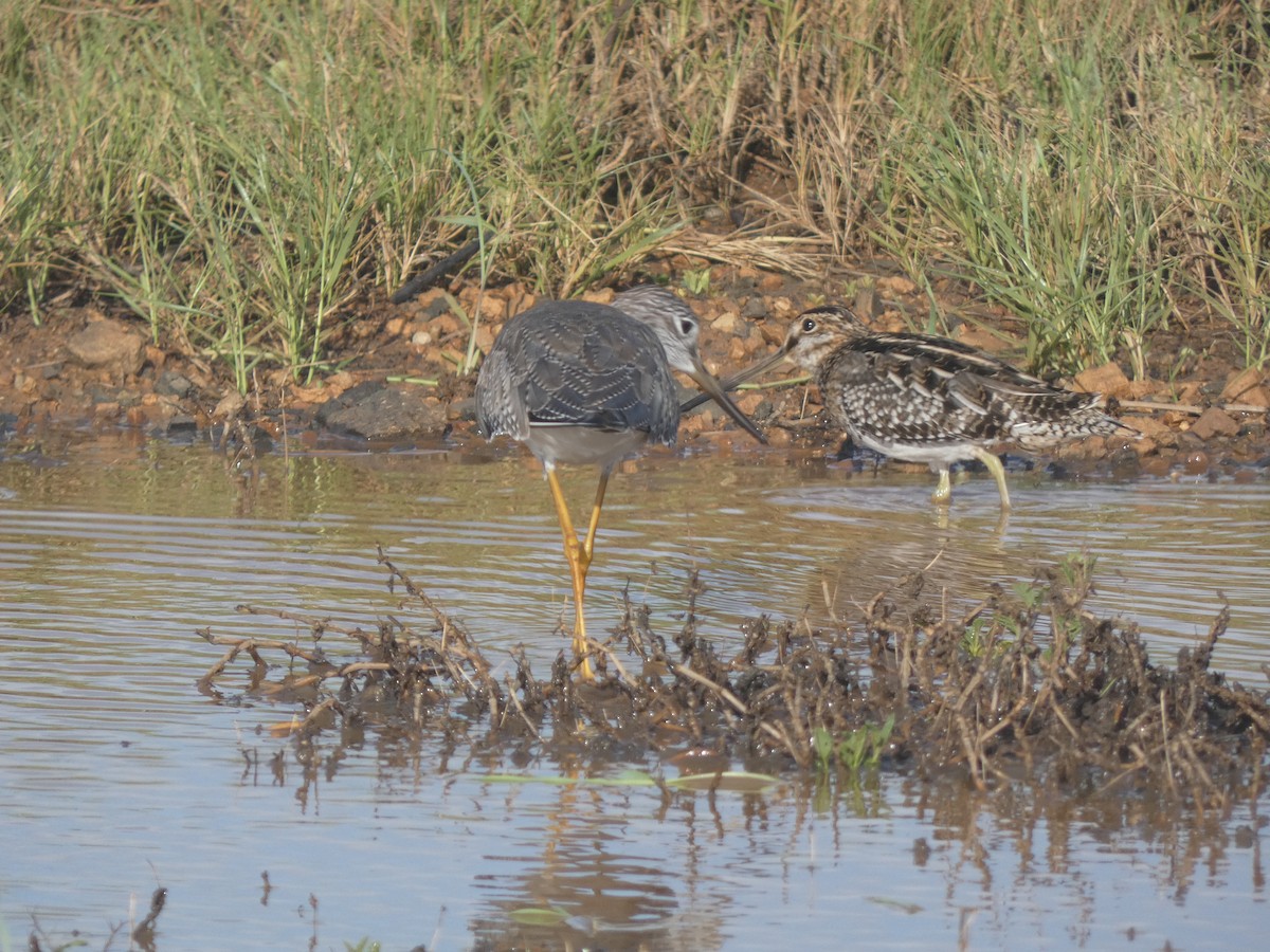 Wilson's Snipe - ML646515835